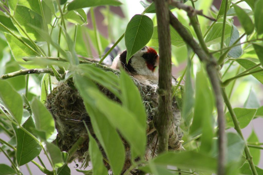Hostellerie Les Griffons Bourdeilles Buitenkant foto